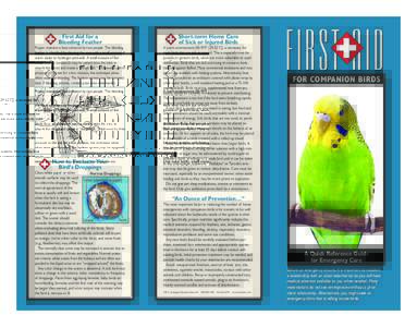 Bird anatomy / Animal physiology / Biota / Feathers / Pin feather / Bird / Feces / Beak / Chicken / Bleeding / Biology / Aviculture