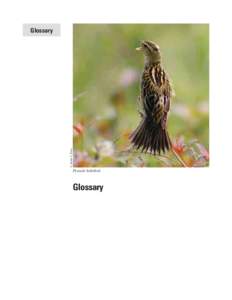 © Janet C. Zinn  Glossary Female bobolink