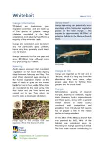 Whitebait  March 2011 Did you know?