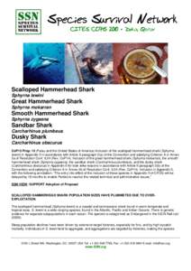 Species Survival Network CITES COP15 2010 • Doha, Qatar Scalloped Hammerhead Shark Sphyrna lewini