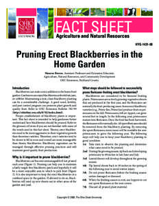 Pruning Erect Blackberries in the Home Garden