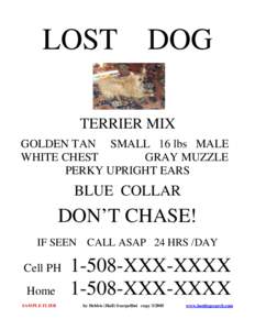 LOST  DOG TERRIER MIX GOLDEN TAN SMALL 16 lbs MALE