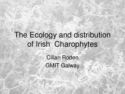 The Ecology and distribution of Irish Charophytes Cilian Roden GMIT Galway  What are Charophytes?