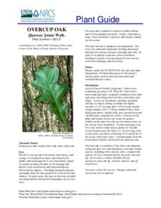 Plant Guide OVERCUP OAK Quercus lyrata Walt. Plant Symbol = QULY Contributed by: USDA NRCS National Plant Data Center & the Biota of North America Program
