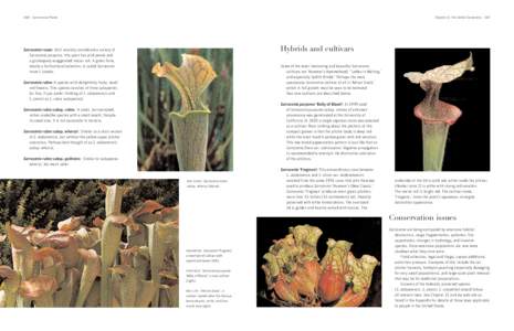 146 Carnivorous Plants  Chapter 15: the genus Sarracenia 147 Hybrids and cultivars