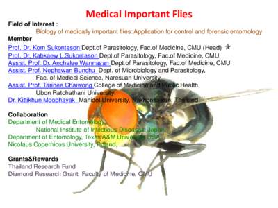 Medical Important Flies Field of Interest : Biology of medically important flies: Application for control and forensic entomology Member Prof. Dr. Kom Sukontason Dept.of Parasitology, Fac.of Medicine, CMU (Head)  Prof