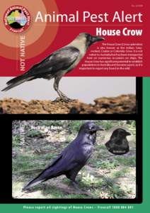 Ravens / Talking birds / Crow / Scavengers / Corvidae / Australian Raven / Forest Raven / Bird / Hooded Crow / Corvus / Birds of Australia / Birds of Western Australia
