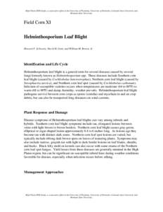 Microsoft Word - HelminthosporuimLeafBlight-FieldCorn.doc