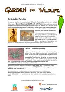 Garden for Wildlife Newsletter 2), Alice Springs NT  Big Headed Ant Workshop Have you seen these feral ants around your house? GfW and the Threatened Species Network will be holding a BHA workshop at Bloomin Deserts on t