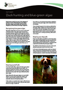 FACT SHEET  Duck hunting and blue-green algae Duck hunters need to be aware of the dangers of hunting in waters affected by blue-green algae. Blue-green algae is potentially toxic and can be