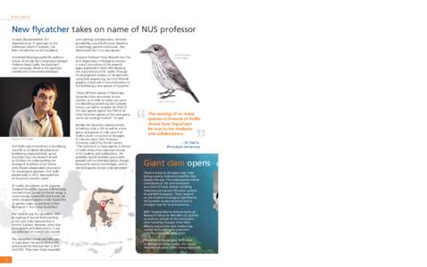 RESEARCH  NUS NEWS New flycatcher takes on name of NUS professor A newly discovered bird, first