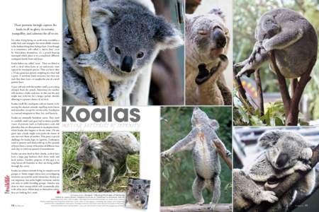 These portraits lovingly capture the koala in all its glory, its serenity, tranquillity, and calmness for all to see. No other living being on earth more resembles a teddy bear, and strangely, this most affable creature 