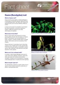 Fact sheet Guava (Eucalyptus) rust What is Guava rust? Guava rust (Puccinia psidii) is a fungal pathogen of a wide range of host plant species, especially those in the Myrtaceae family. Like other rusts, Guava rust