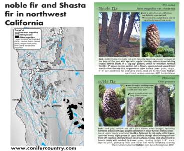 noble fir and Shasta fir in northwest California Shasta fir