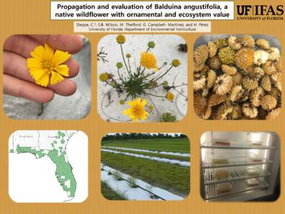 Propagation and evaluation of Balduina angustifolia, a native wildflower with ornamental and ecosystem value Steppe, C.*, S.B. Wilson, M. Thetford, G. Campbell- Martínez, and H. Pérez University of Florida: Department 