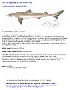 Spiny Dogfish (Squalus acanthias)  Family Squalidae, Dogfish sharks  Common names: dogfish, sand shark  Description: Spiny dogfish are gray to slate brown with a pale  or white belly. They can