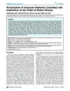 Re-Evaluation of Sinocastor (Rodentia: Castoridae) with Implications on the Origin of Modern Beavers Natalia Rybczynski1*, Elizabeth M. Ross2, Joshua X. Samuels3, William W. Korth4