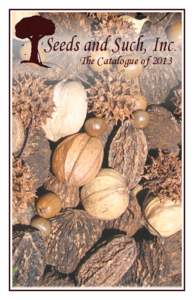 Medicinal plants / Nut / Hickory / Juglans / Walnut / Persimmon / Acorn / Carya glabra / Carya laciniosa / Food and drink / Flora of the United States / Flora