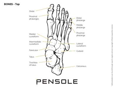 Foot Anatomy - Bones Top View