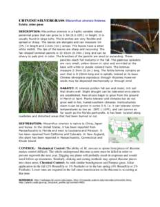 CHINESE SILVERGRASS Miscanthus sinensis Anderss. Eulalia; zebra grass DESCRIPTION: Miscanthus sinensis is a highly variable robust perennial grass that can grow to 2-3m (6.5-10ft.) in height. It is usually found in large