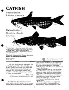 Ictalurus / Ictaluridae / Flathead catfish / Blue catfish / Ameiurus / Channel catfish / Catfish / Noturus flavus / Hardhead catfish / Black bullhead