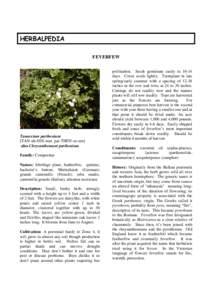 HERBALPEDIA FEVERFEW Tanacetum parthenium [TAN-uh-SEE-tum par-THEN-ee-um] also Chrysanthemum parthenium
