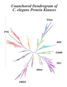 Unanchored Dendrogram of C. elegans Protein Kinases GCyc STE