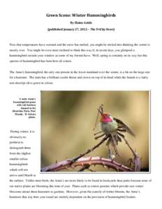 Green Scene: Winter Hummingbirds By Elaine Golds (published January 27, 2012 – The TriCity News) Now that temperatures have warmed and the snow has melted, you might be tricked into thinking the winter is mostly over. 