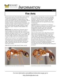INFORMATION No. 019 Fire Ants Ants are social insects in the same order as wasps and bees. They generally build large colonies with distinct caste