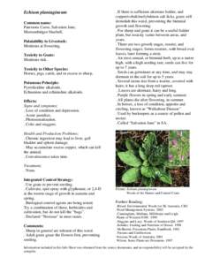 Echium plantagineum Common name: Patersons Curse, Salvation Jane, Murrumbidgee bluebell, Palatability to Livestock: Moderate at flowering.