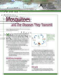 ENTOMosquitoes  and the Diseases They Transmit