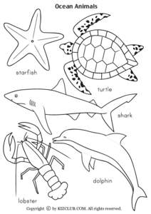 Ocean Animals  starfish turtle shark