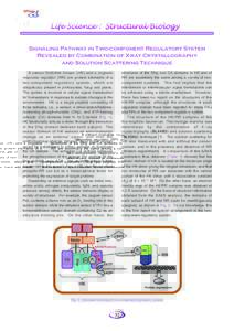 Signaling Pathway in Two-component Regulatory System Revealed by Combination of X-ray Crystallography and Solution Scattering Technique A sensor histidine kinase (HK) and a cognate response regulator (RR) are protein ele