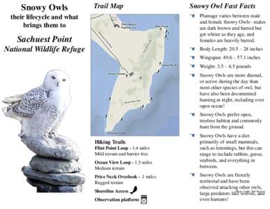 Snowy Owls  Trail Map Snowy Owl Fast Facts