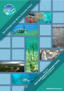 Ichthyology / Mawlamyine / Sharks / Elasmobranchii / Predators / Shark / Fish