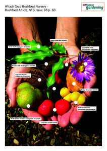 Witjuti Grub Bushfood Nursery – Bushfood Article, STG Issue 18 p. 60 Bunya (Araucaria bidwillii)  Anise Myrtle (Syzygium anisatum)