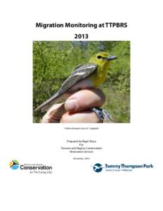 Migration Monitoring at TTPBRS 2013 Yellow throated vireo (C. England)  Prepared by Nigel Shaw