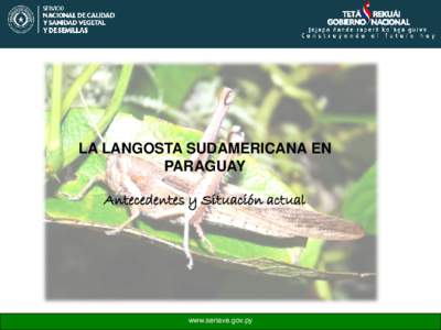 LA LANGOSTA SUDAMERICANA EN PARAGUAY Antecedentes y Situación actual www.senave.gov.py