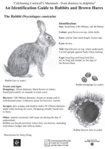 ‘Celebrating Cornwall’s Mammals - from dormice to dolphins!’  An Identification Guide to Rabbits and Brown Hares The Rabbit Oryctolagus cuniculus Identification: Size: head-body 340-500mm, tail 40-80mm.