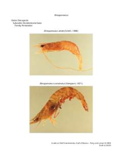 Decapods / Zoology / Prawn / Seafood / Rimapenaeus / Decapod anatomy / Carapace / Penaeidae / Phyla / Protostome / Dendrobranchiata