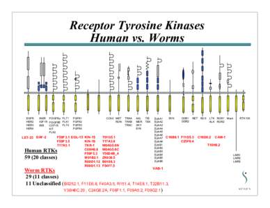 Receptor Tyrosine Kinases Human vs. Worms EGFR HER2 HER3