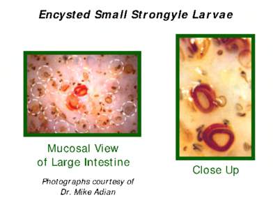 Encysted Small Strongyle Larvae  Mucosal View of Large Intestine Photographs courtesy of Dr. Mike Adian