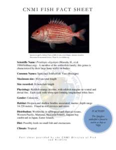 CNMI FISH FACT SHEET  Specimen caught by Anthony Flores in 500ft of water, west of Saipan. Specimen housed at Micronesian Environmental Services. Photo by: www.fishbase.org  Scientific Name: Pristilepis oligolepis (Masud