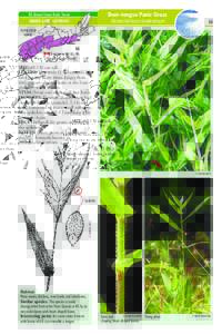 Deer-tongue Panic Grass  NS General Status Rank: Secure egnaR n: GRAMINOIDS oitalupoP GRASS-LIKE