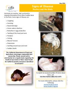 MaySigns of Disease Poultry and Pet Birds Sick birds are inactive, dull, and tend to separate themselves from other healthy birds