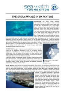 THE SPERM WHALE IN UK WATERS DESCRIPTION The sperm whale Physeter macrocephalus is the largest whale of the odontocete (toothed whales) family; males grow to over 18 m and females to 12.3 m in length. Sperm whales are hi