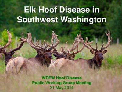 Elk Hoof Disease in Southwest Washington WDFW Hoof Disease Public Working Group Meeting 21 May 2014