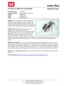 Microsoft Word - Daphnia galeata galeata.docx