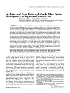 JOURNAL OF EXPERIMENTAL ZOOLOGY 307A:145–Architectural Gear Ratio and Muscle Fiber Strain Homogeneity in Segmented Musculature EMANUEL AZIZI AND ELIZABETH L. BRAINERDy Department of Biology and Program in 
