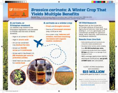 Brassica carinata: A Winter Crop That Yields Multiple Benefits Patrick Troy, UF/IFAS Extension Regional Specialized Agent (SVAEC), , (UF/IFAS Extension Suwannee Valley Agricultural Extension Ce
